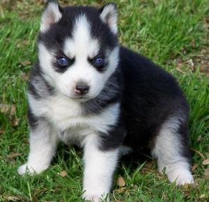 CuteSiberianHuskuPups